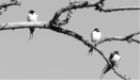 Natur- und Vogelschutzverein